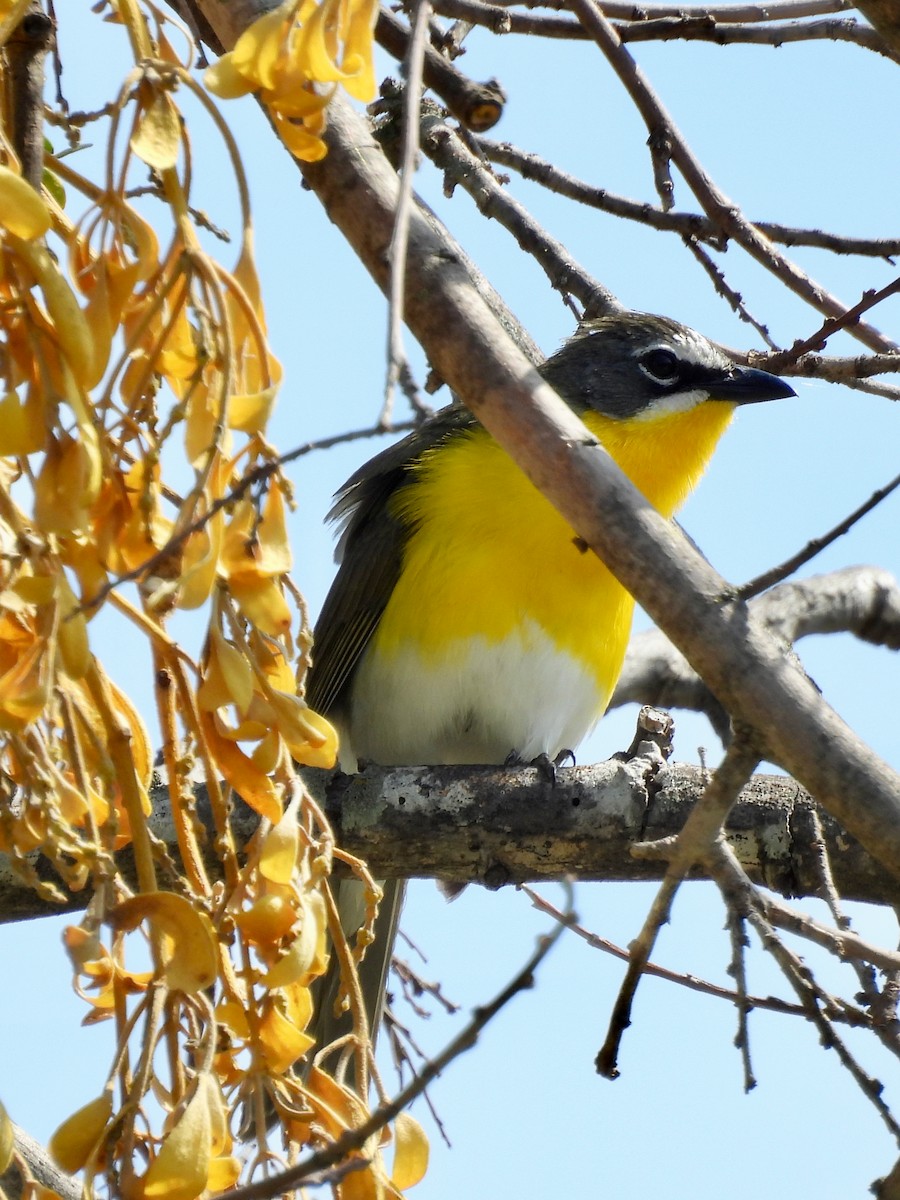 Yellow-breasted Chat - ML635741913