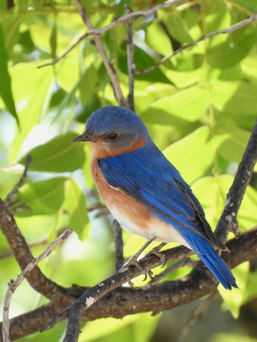 Eastern Bluebird - ML635741951