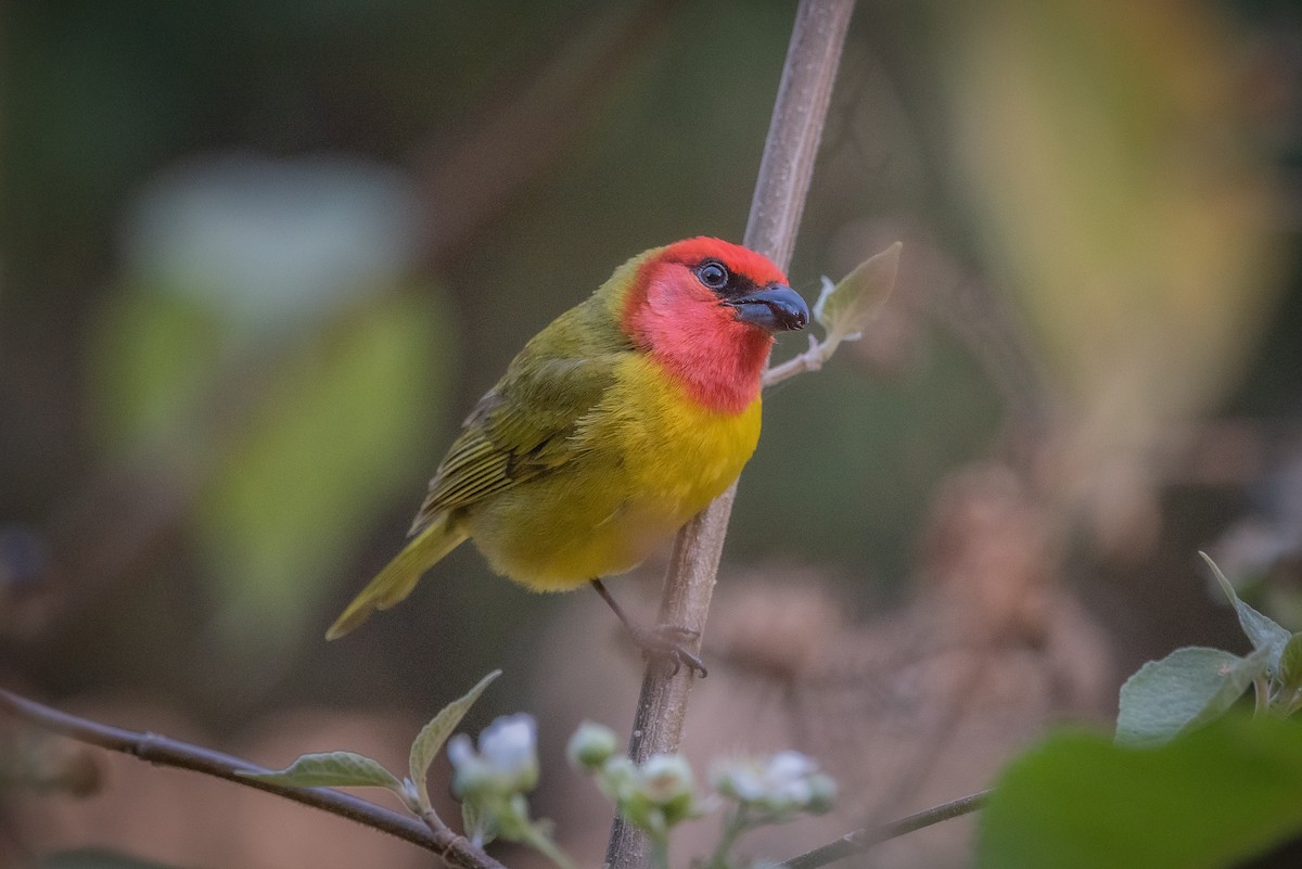 Red-headed Tanager - ML635741992