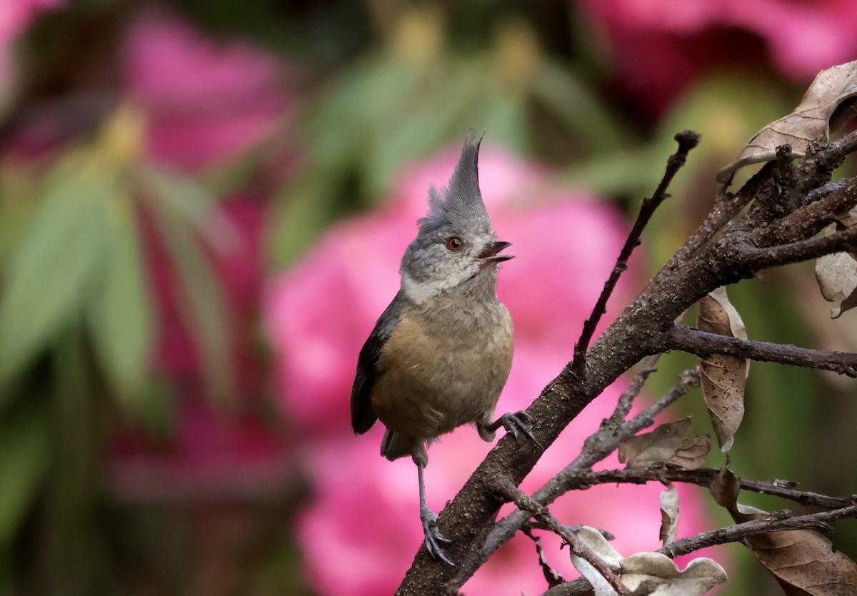 Gray-crested Tit - ML635742003