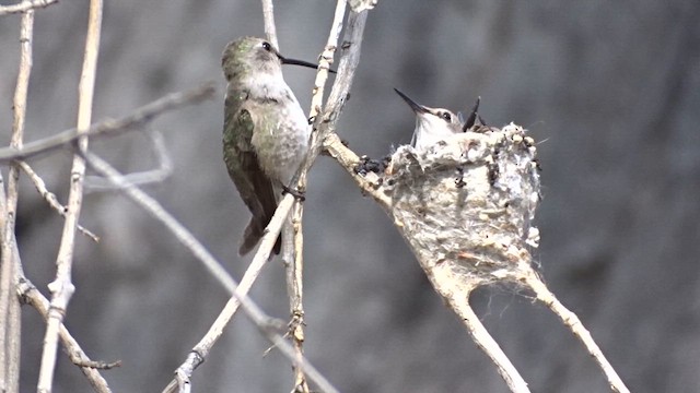 Colibrí de Costa - ML635742009
