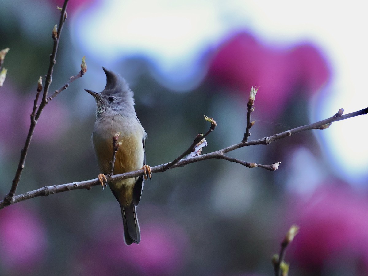 Stripe-throated Yuhina - ML635742016