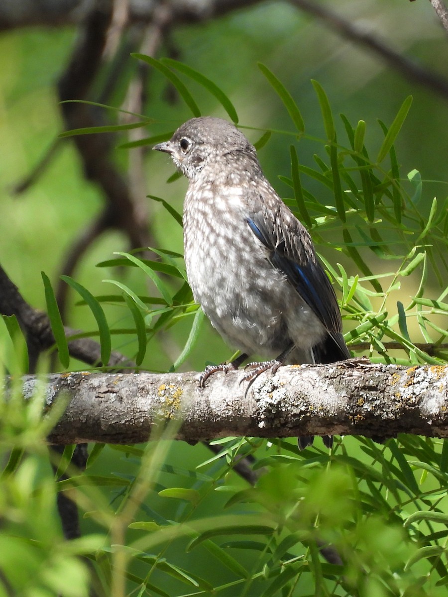 Eastern Bluebird - ML635742017