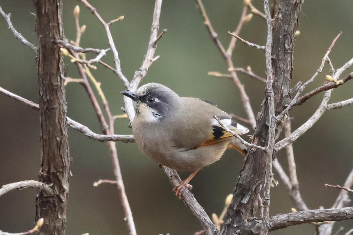 Variegated Laughingthrush - ML635742018