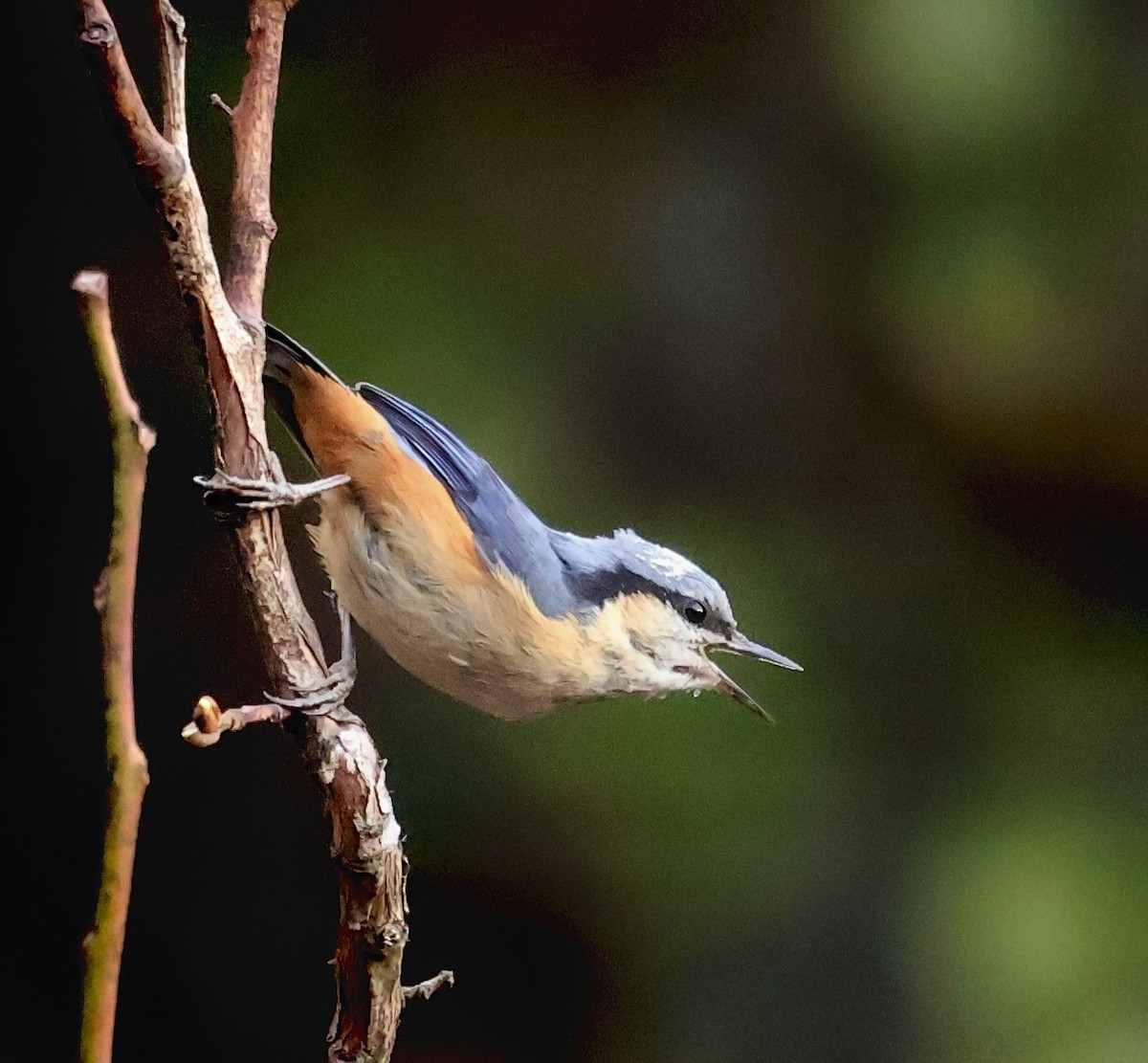 White-tailed Nuthatch - ML635742023