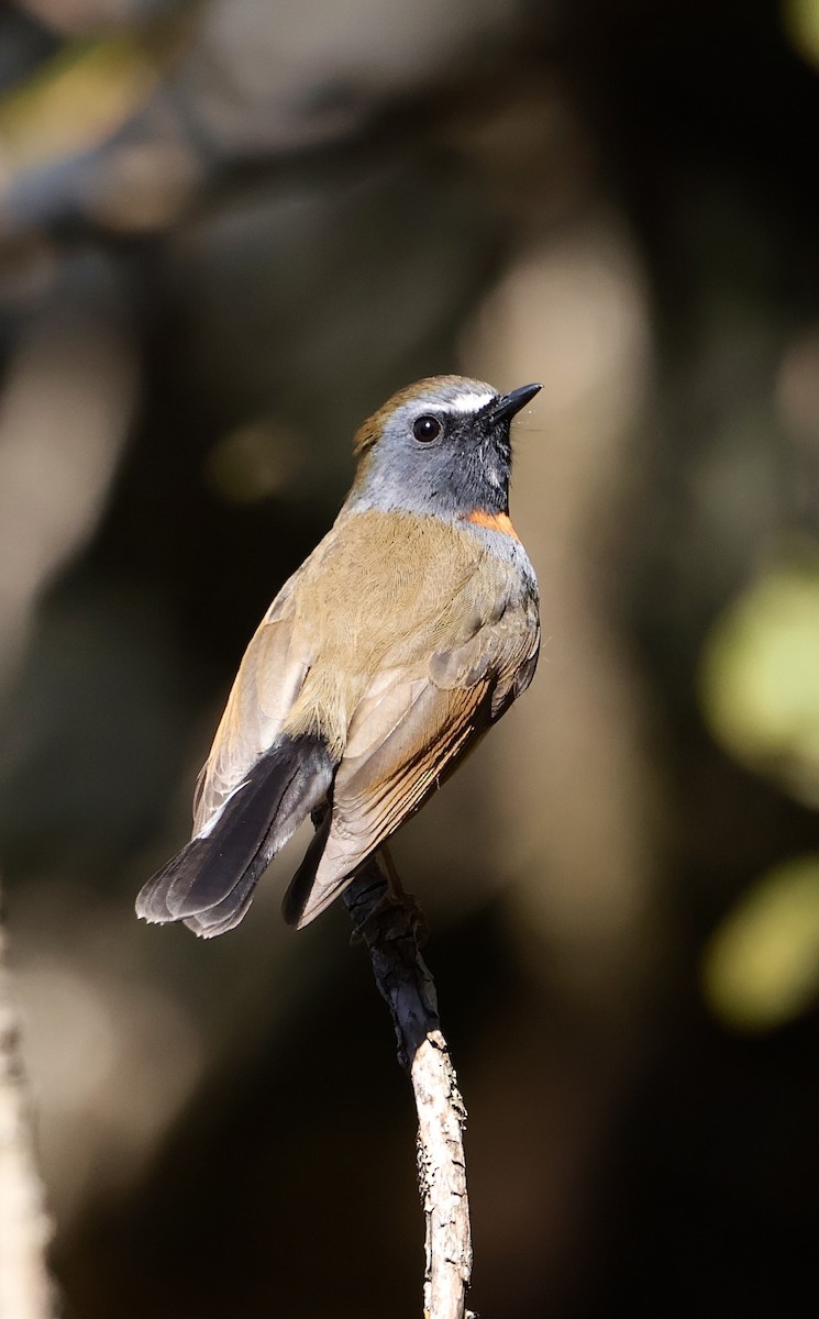 Rufous-gorgeted Flycatcher - ML635742042