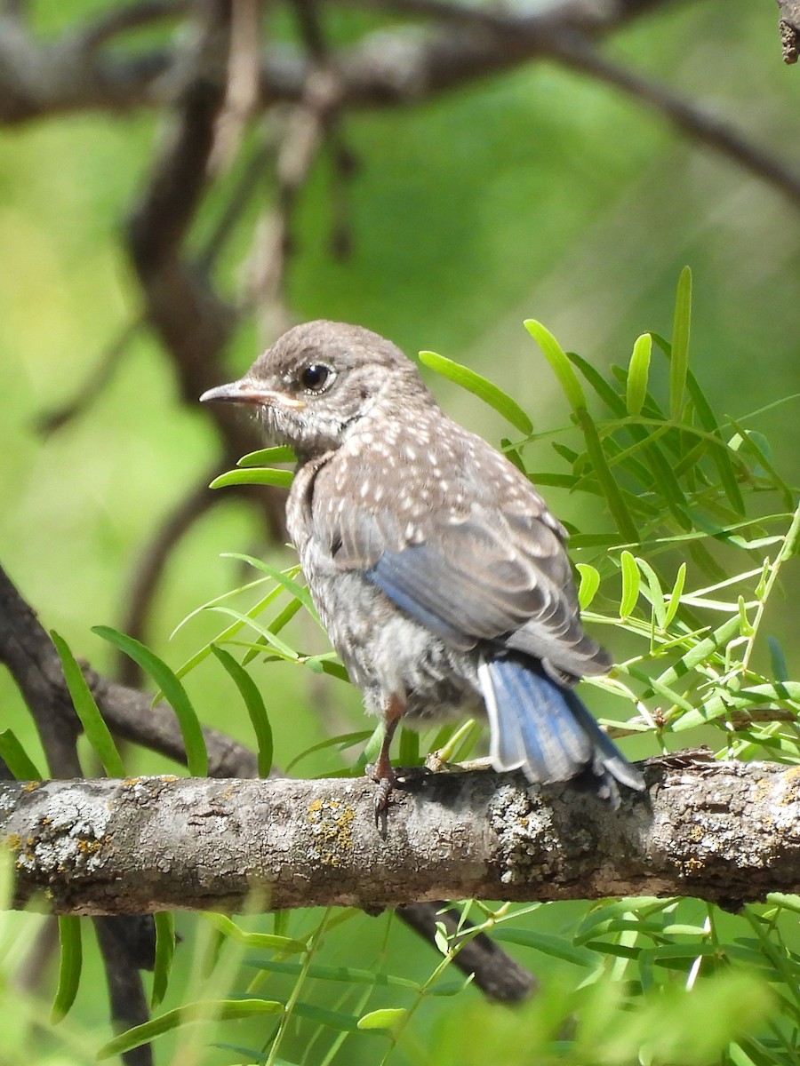 Eastern Bluebird - ML635742043