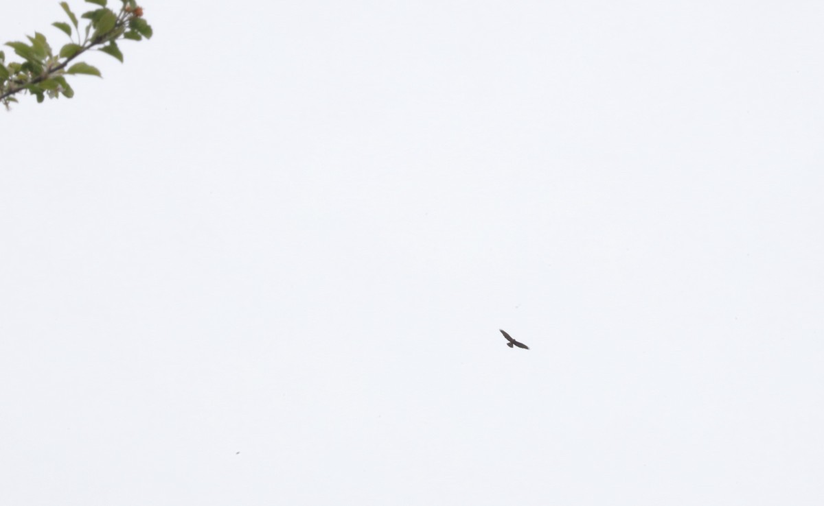 Buteo sp. - ML635742069