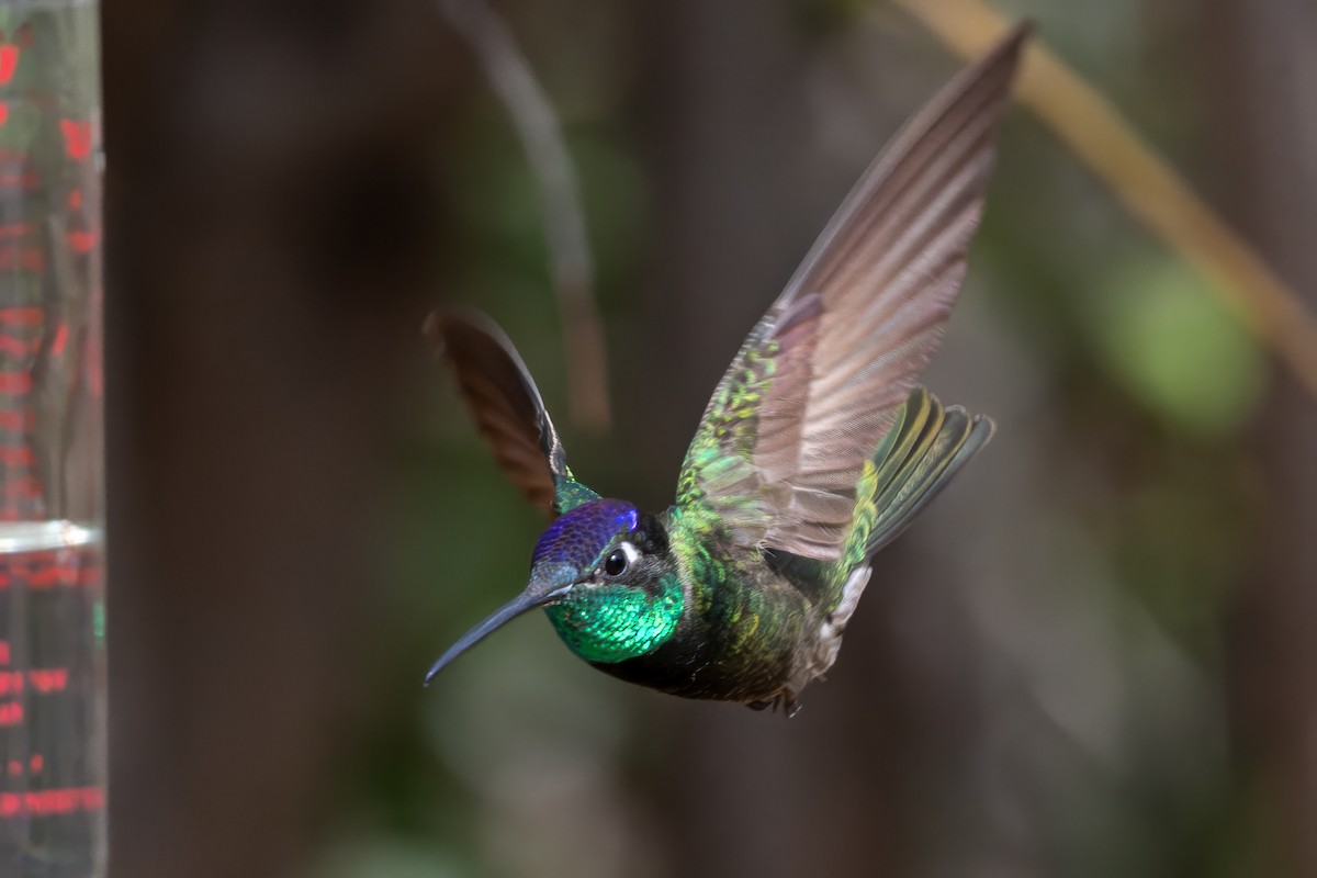 Rivoli's Hummingbird - ML635742083