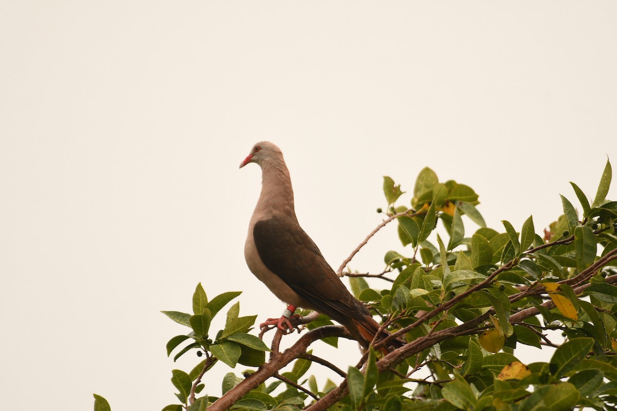 Pink Pigeon - ML635742109