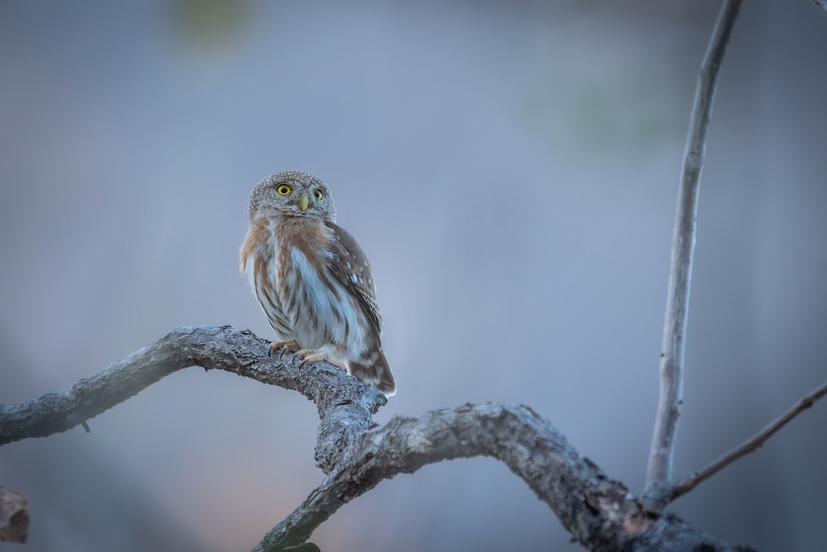 Colima Pygmy-Owl - ML635742111