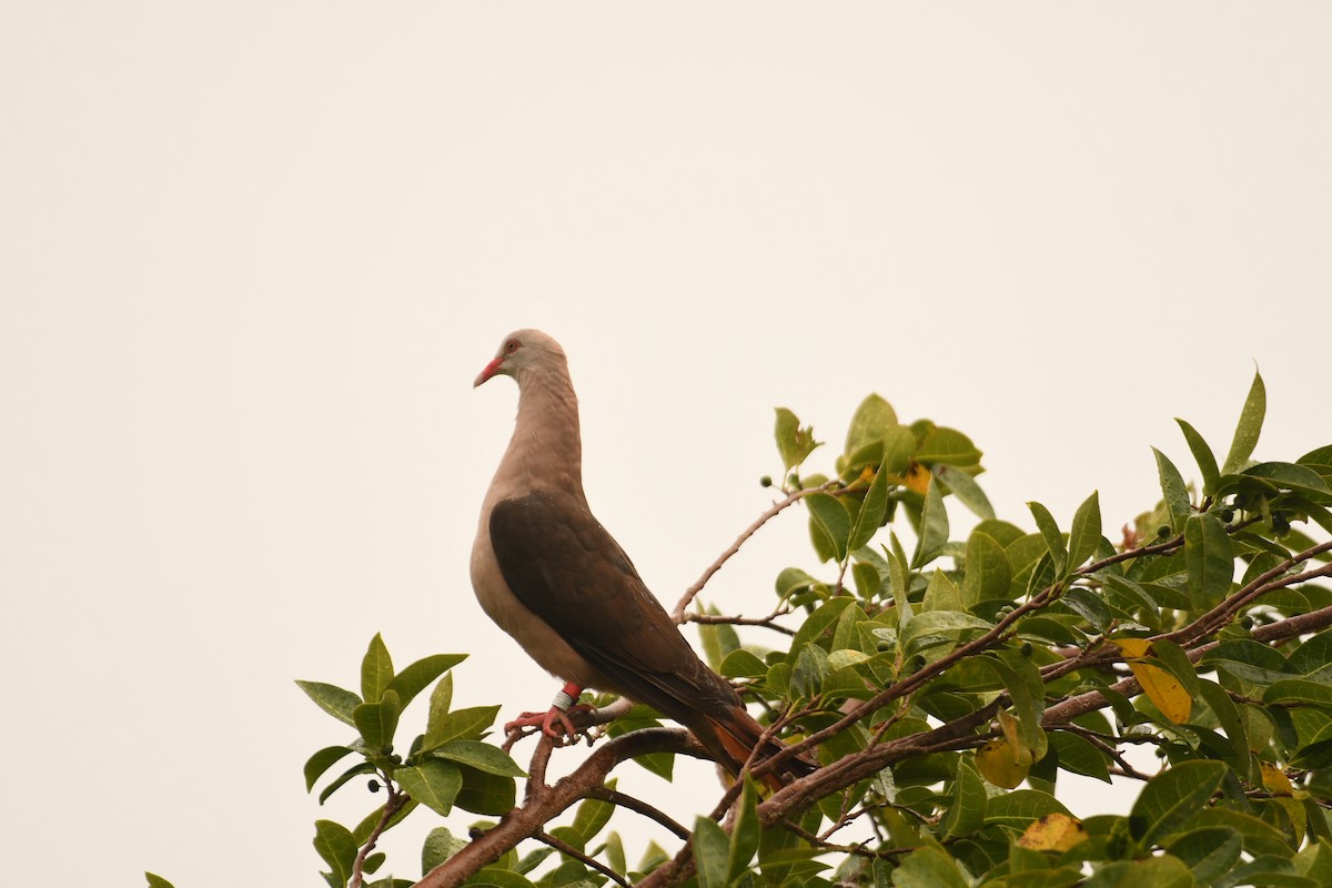 Pink Pigeon - ML635742122