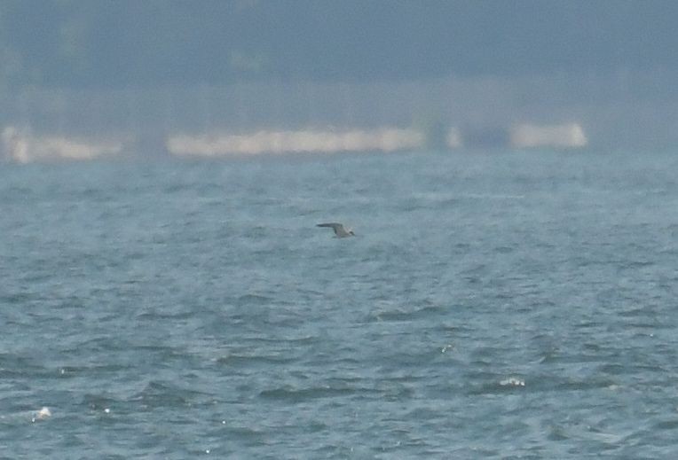 Aleutian Tern - ML635742129