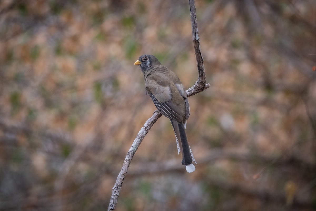 Mountain Trogon - ML635742179