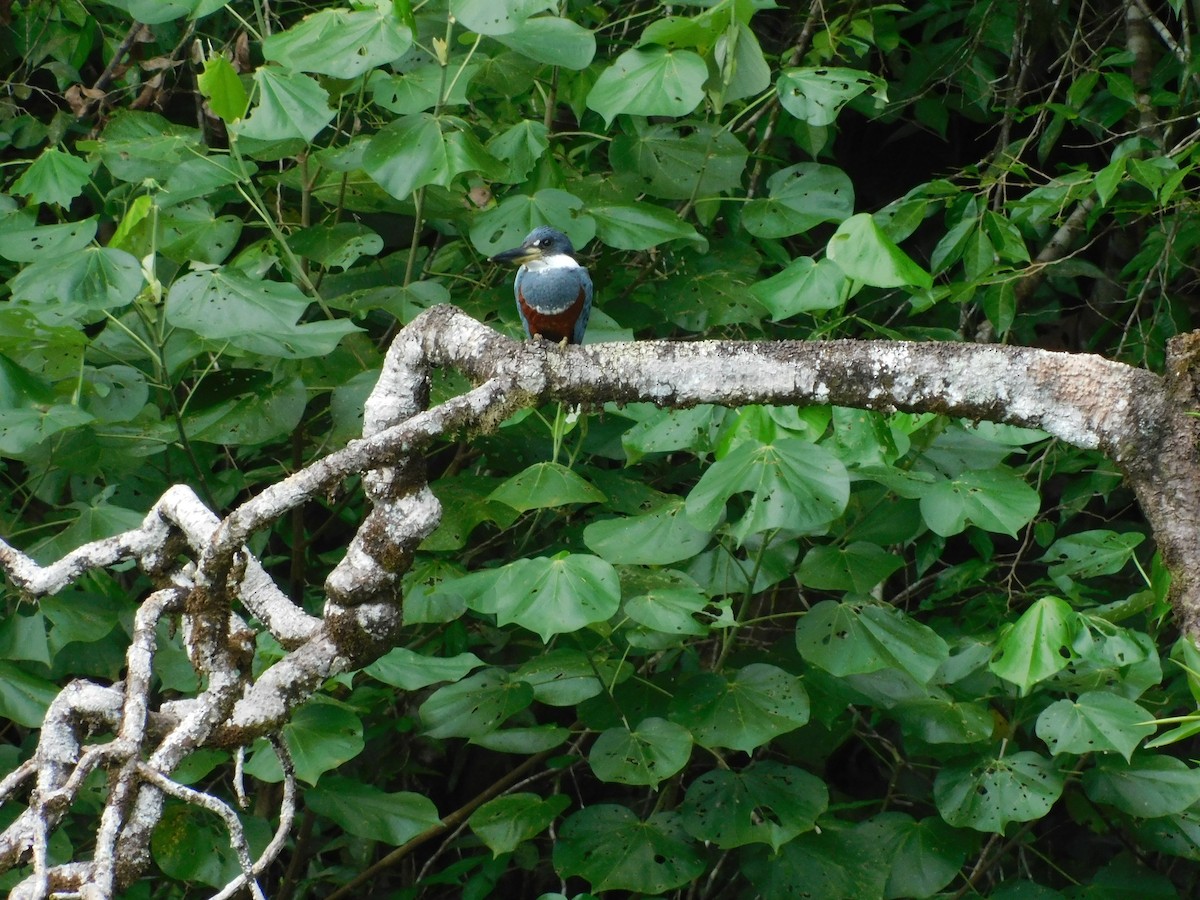 Ringed Kingfisher - ML635742240