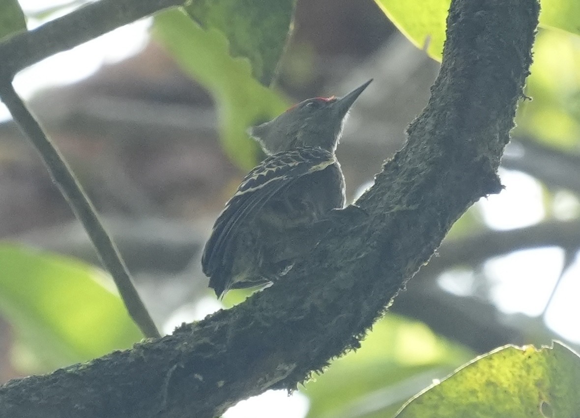 Gray-and-buff Woodpecker - ML635742396