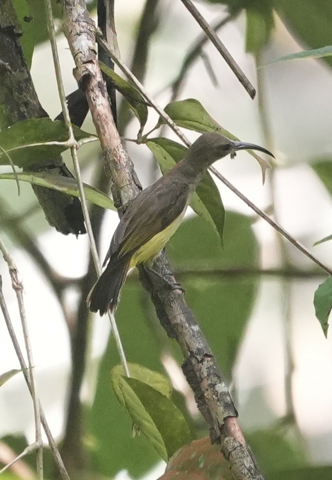 Thick-billed Spiderhunter - ML635742415