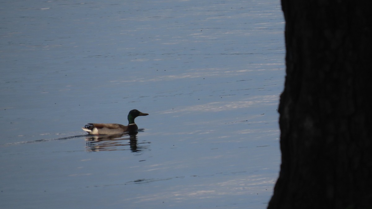 Mallard - ML635742481