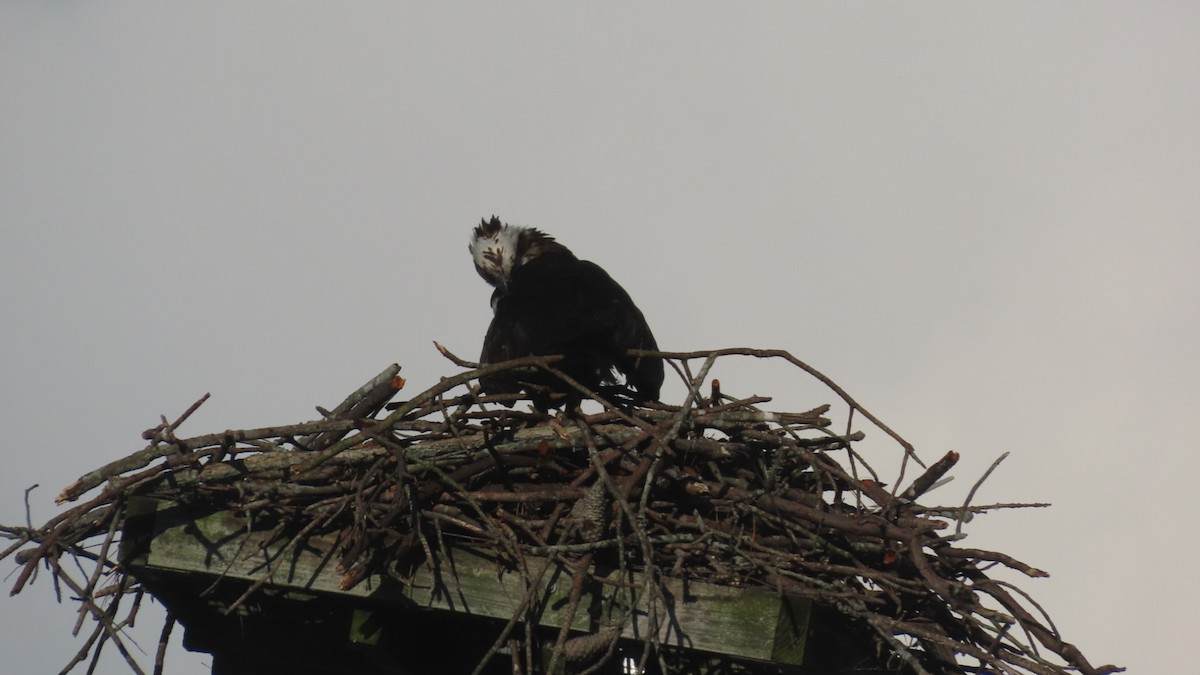Osprey - ML635742548