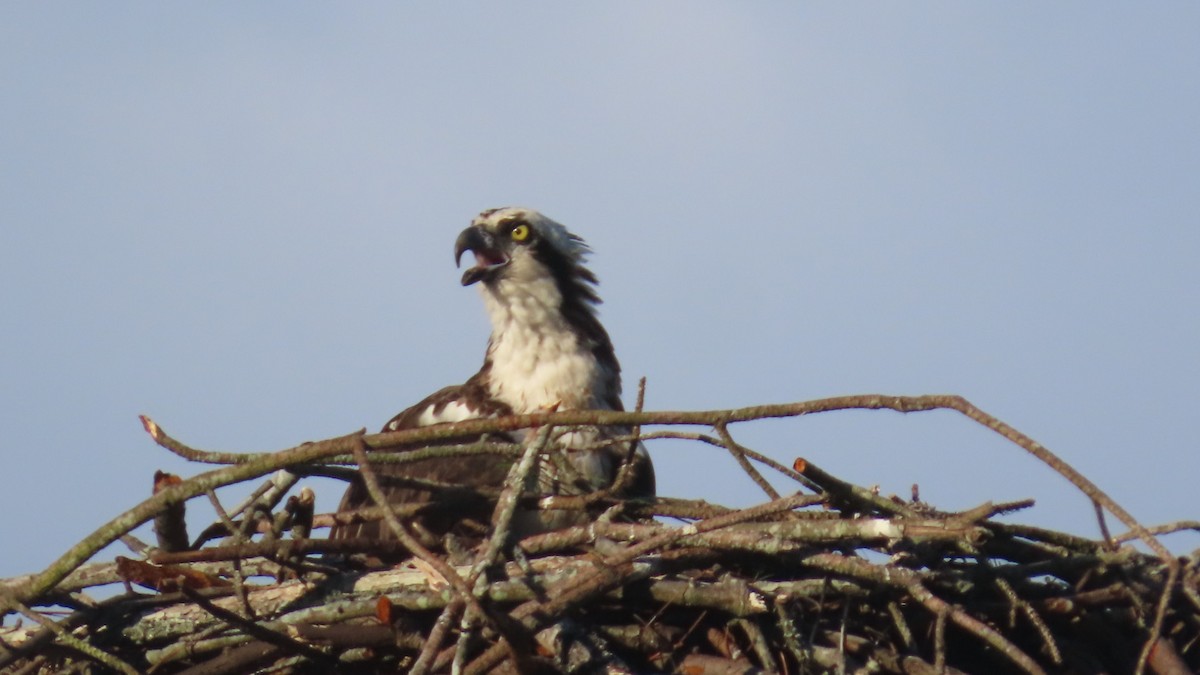 Osprey - ML635742549