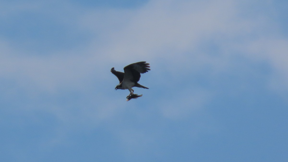 Osprey - ML635742550