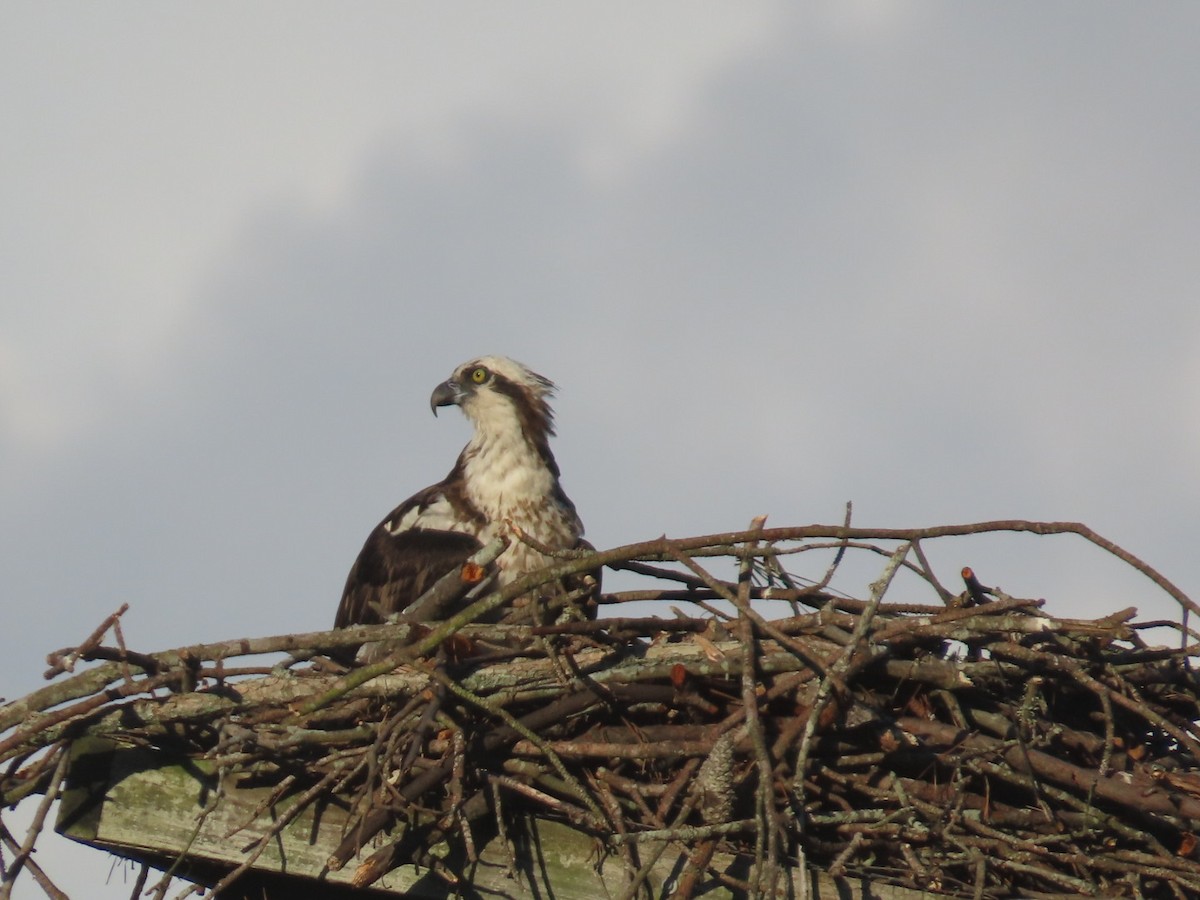 Osprey - ML635742551