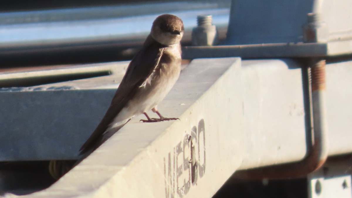 Hirondelle à ailes hérissées - ML635742593
