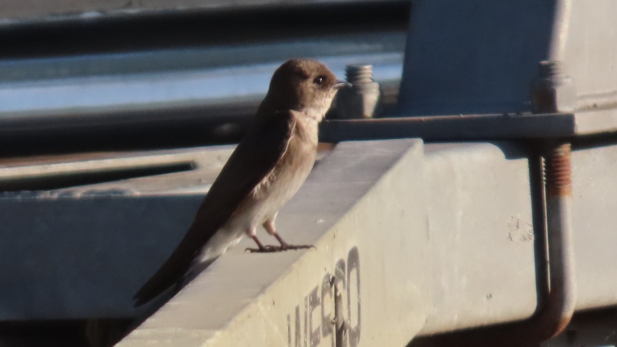 Hirondelle à ailes hérissées - ML635742594