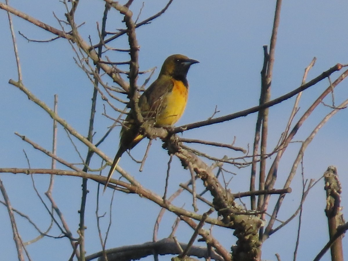 Oriole des vergers - ML635742607