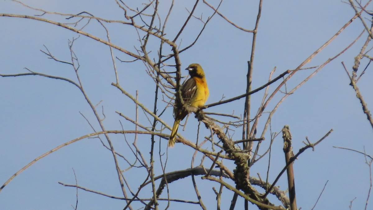 Oriole des vergers - ML635742609