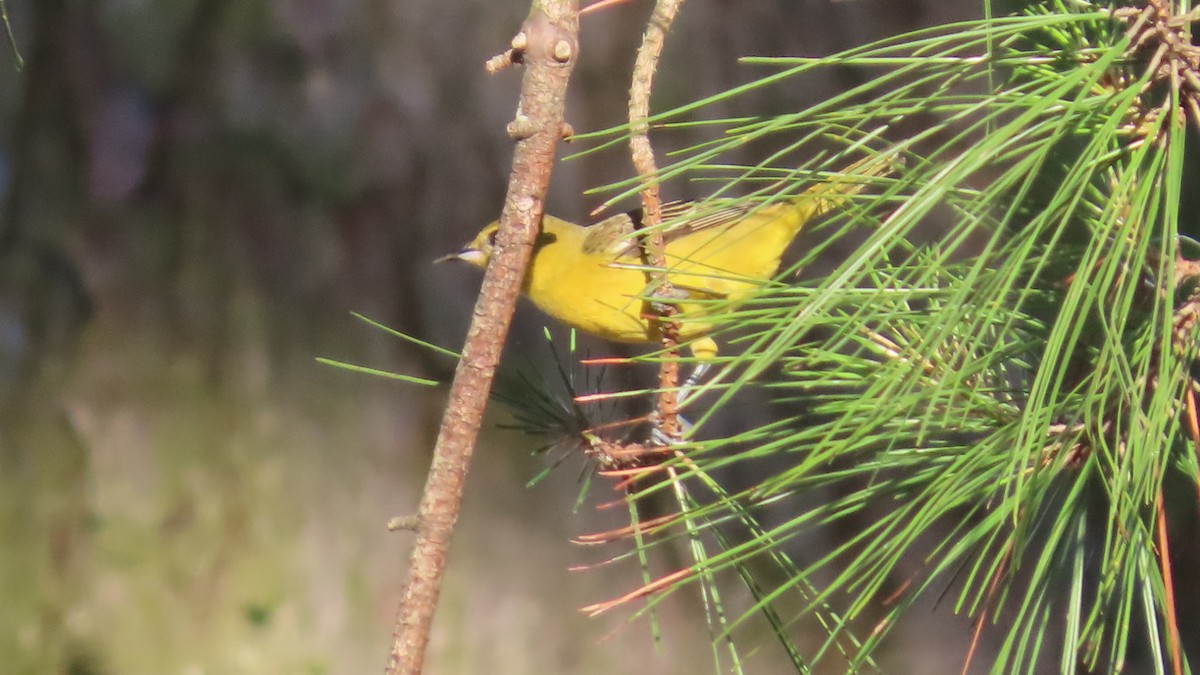 Oriole des vergers - ML635742610