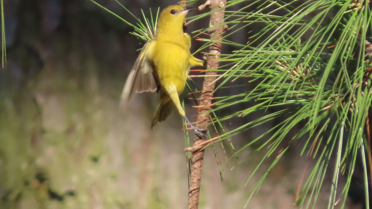 Oriole des vergers - ML635742611