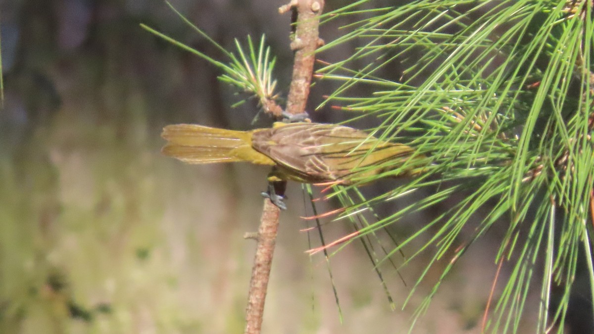Oriole des vergers - ML635742612