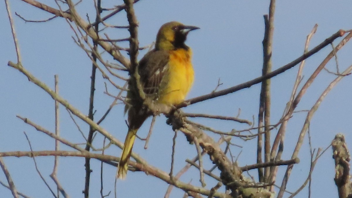 Oriole des vergers - ML635742613
