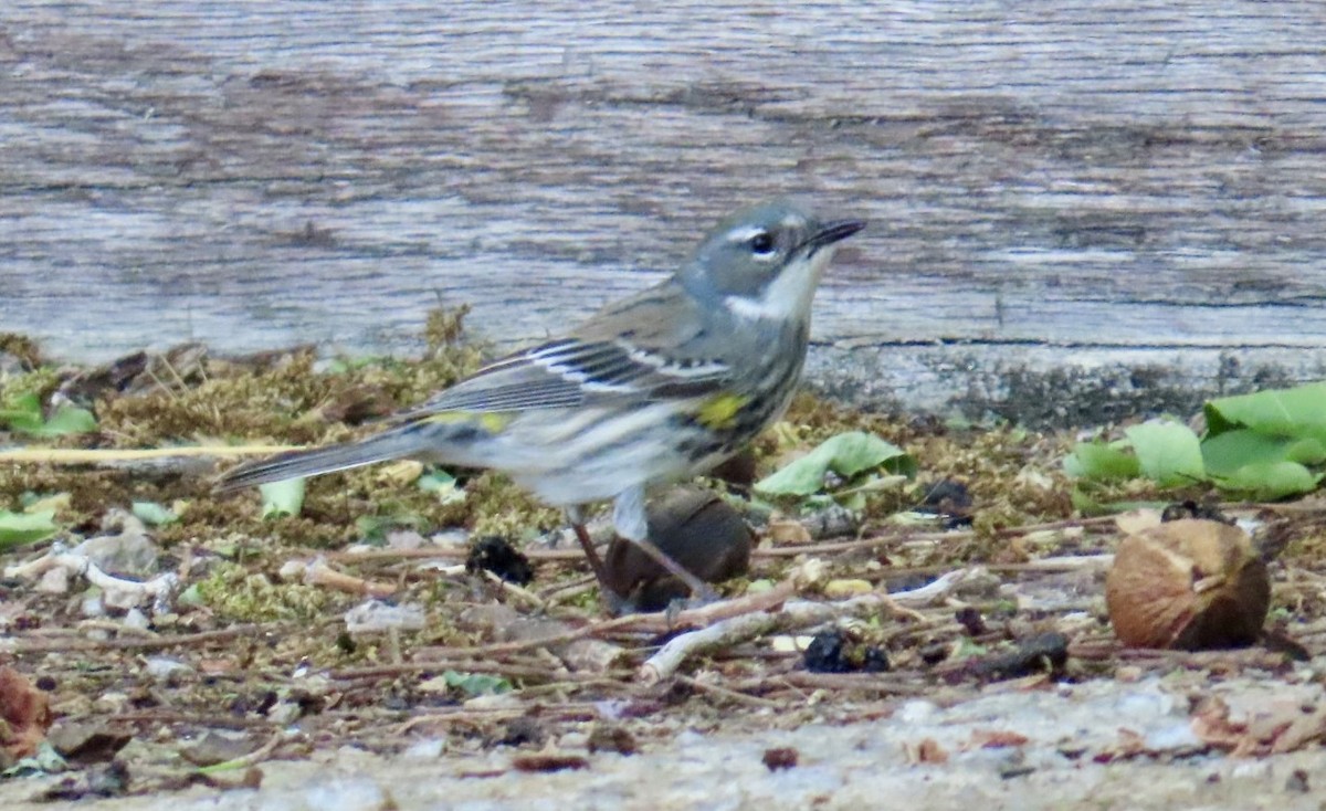 Reinita Coronada (coronata) - ML635742730