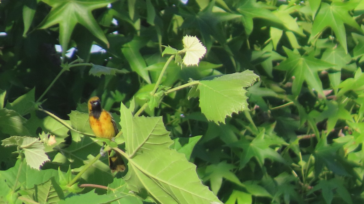 Oriole des vergers - ML635742755