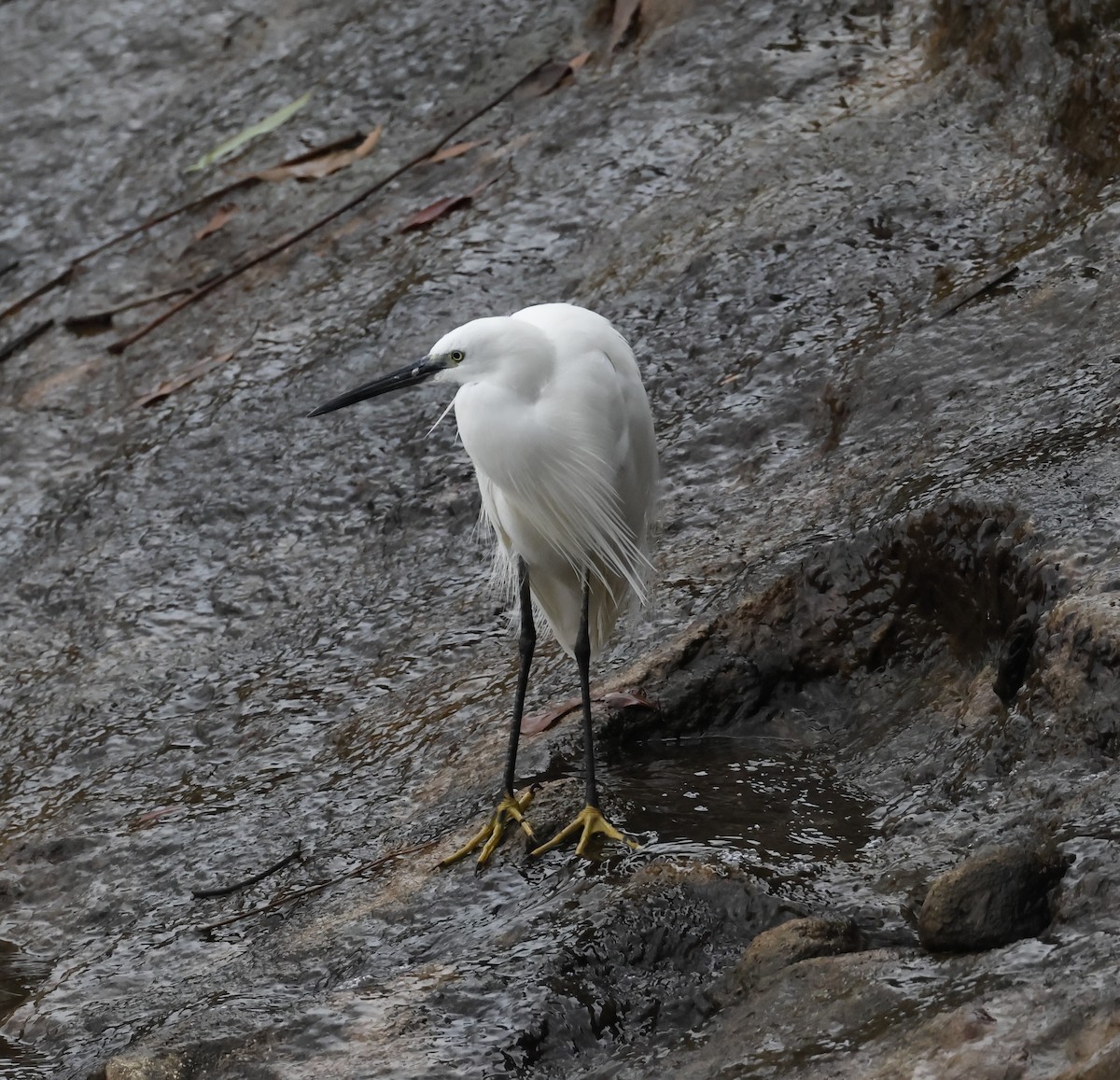 小白鷺 - ML635742942