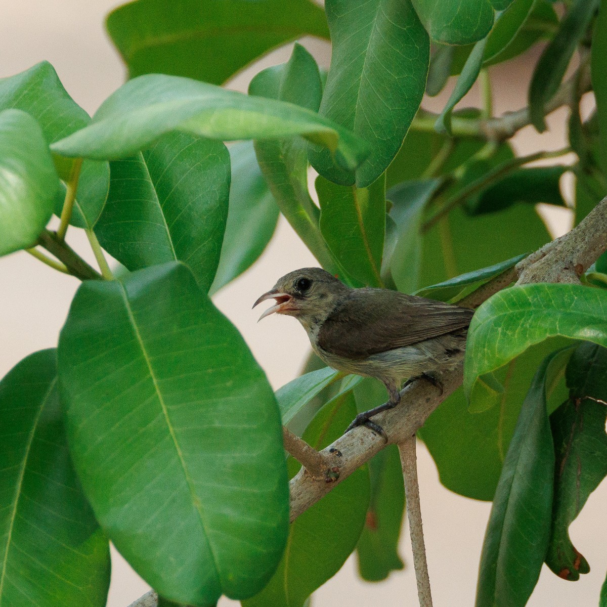 Pale-billed Flowerpecker - ML635742957