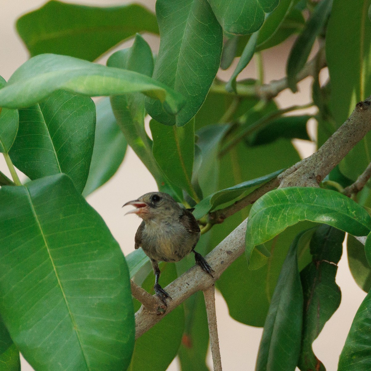 Pale-billed Flowerpecker - ML635742958