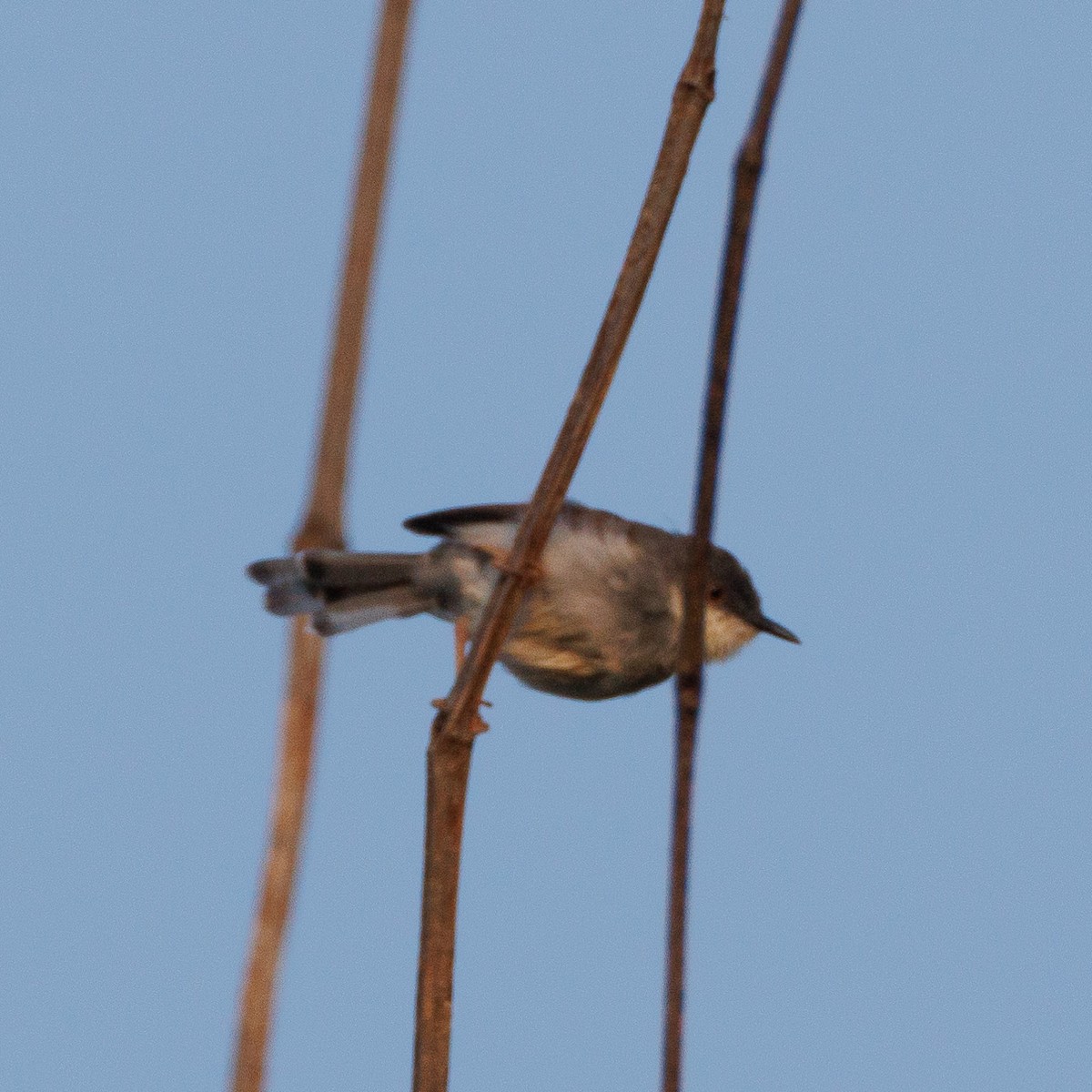 Gray-breasted Prinia - ML635742991