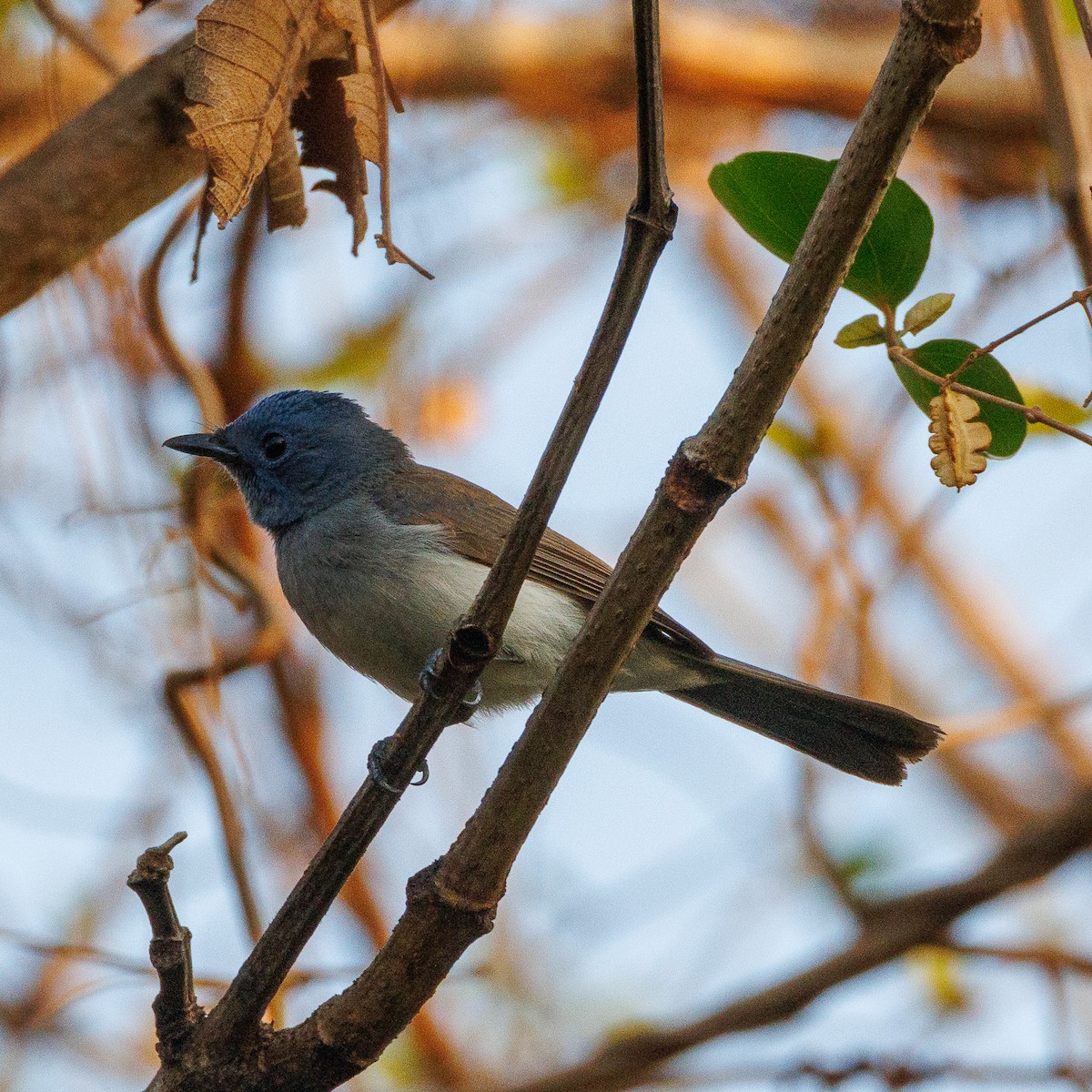 黑枕藍鶲 - ML635743032