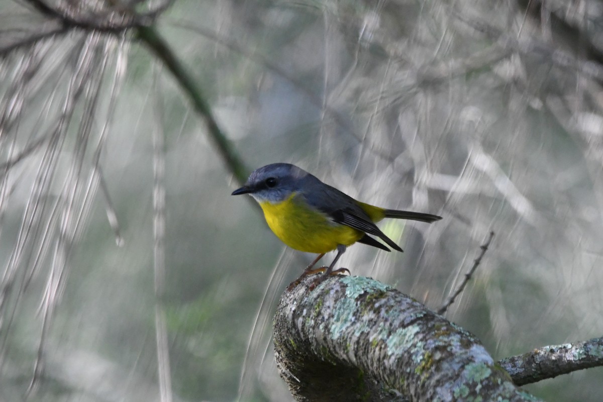 Eastern Yellow Robin - ML635743237