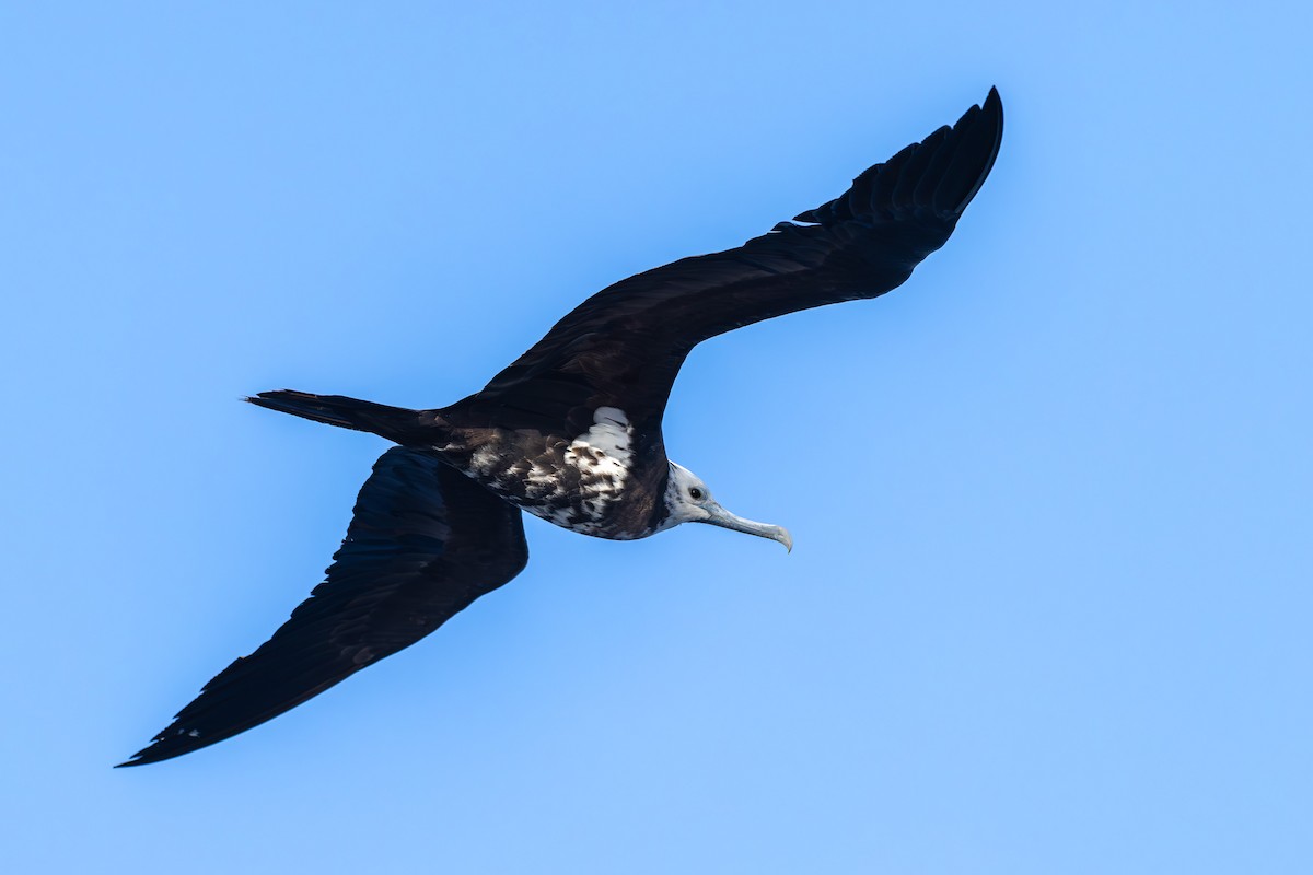Ascension Frigatebird - ML635743401