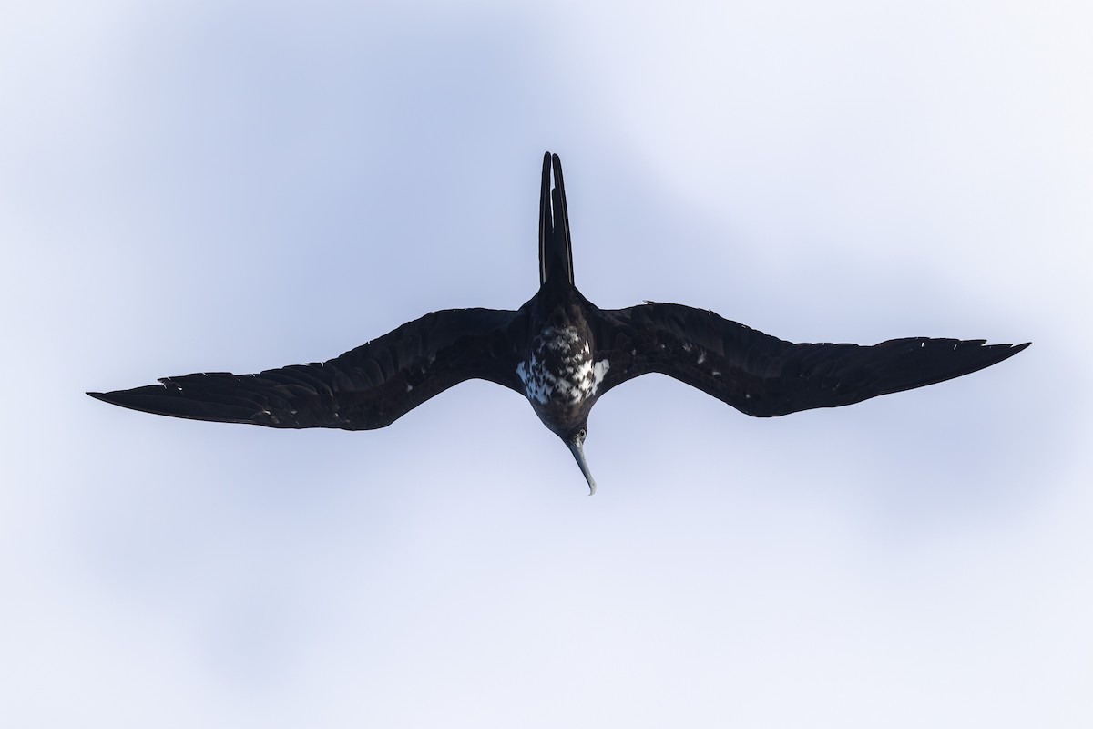 Ascension Frigatebird - ML635743402