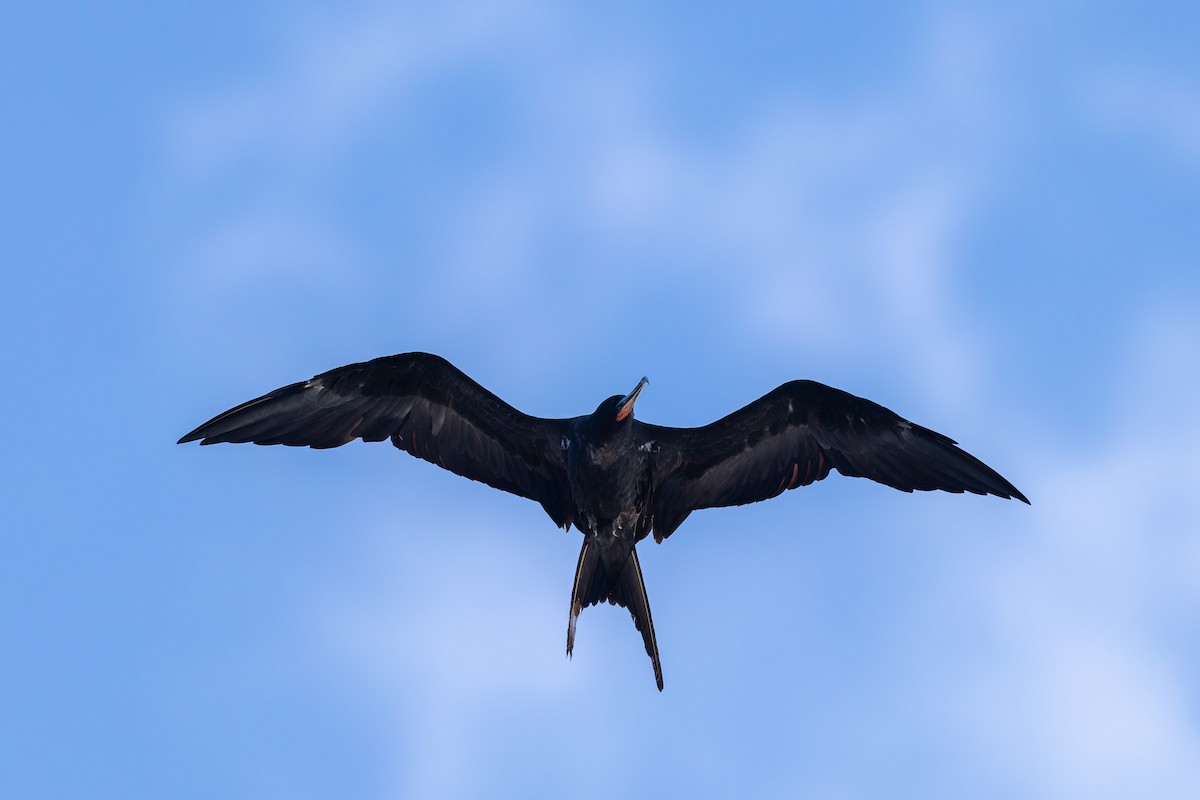 Ascension Frigatebird - ML635743482