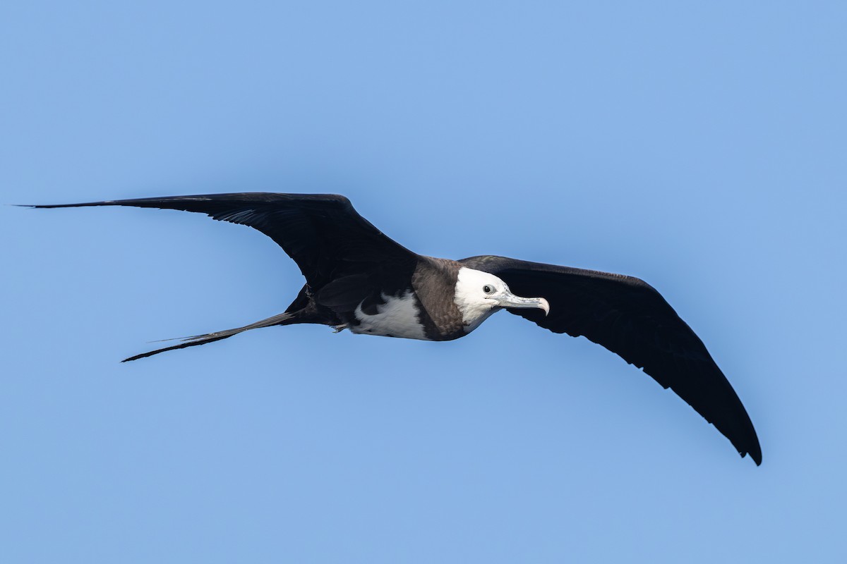 Ascension Frigatebird - ML635743483