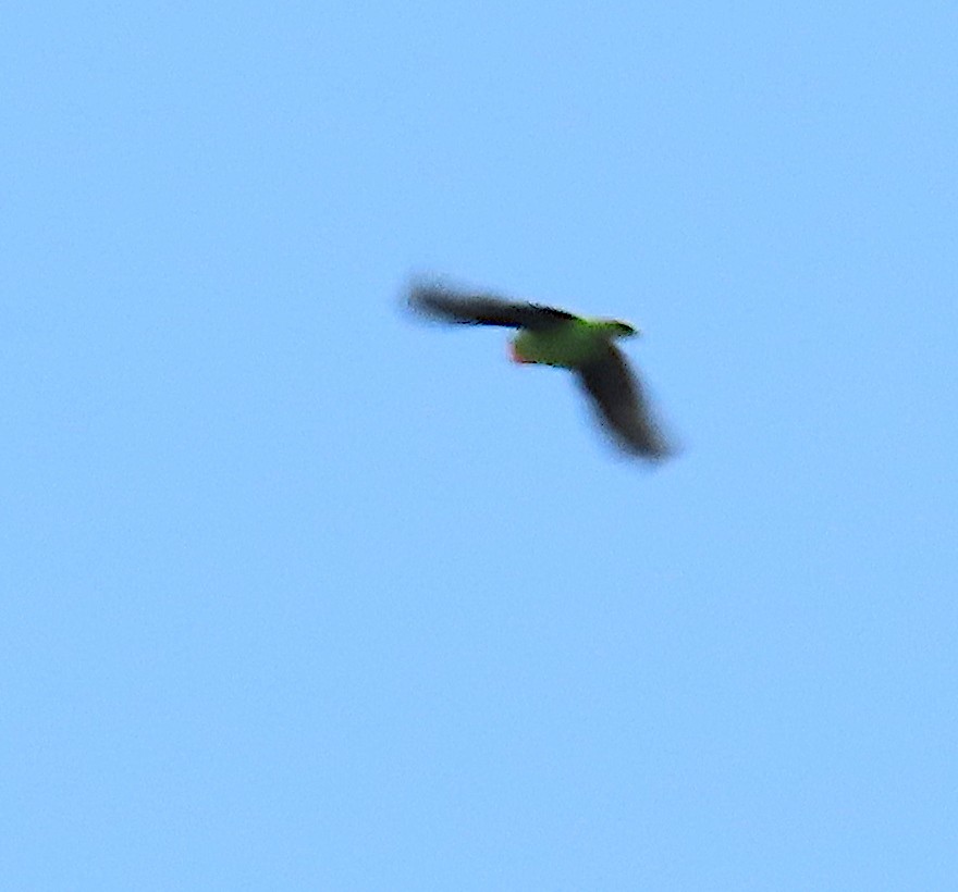 Red-headed Lovebird - ML635743505