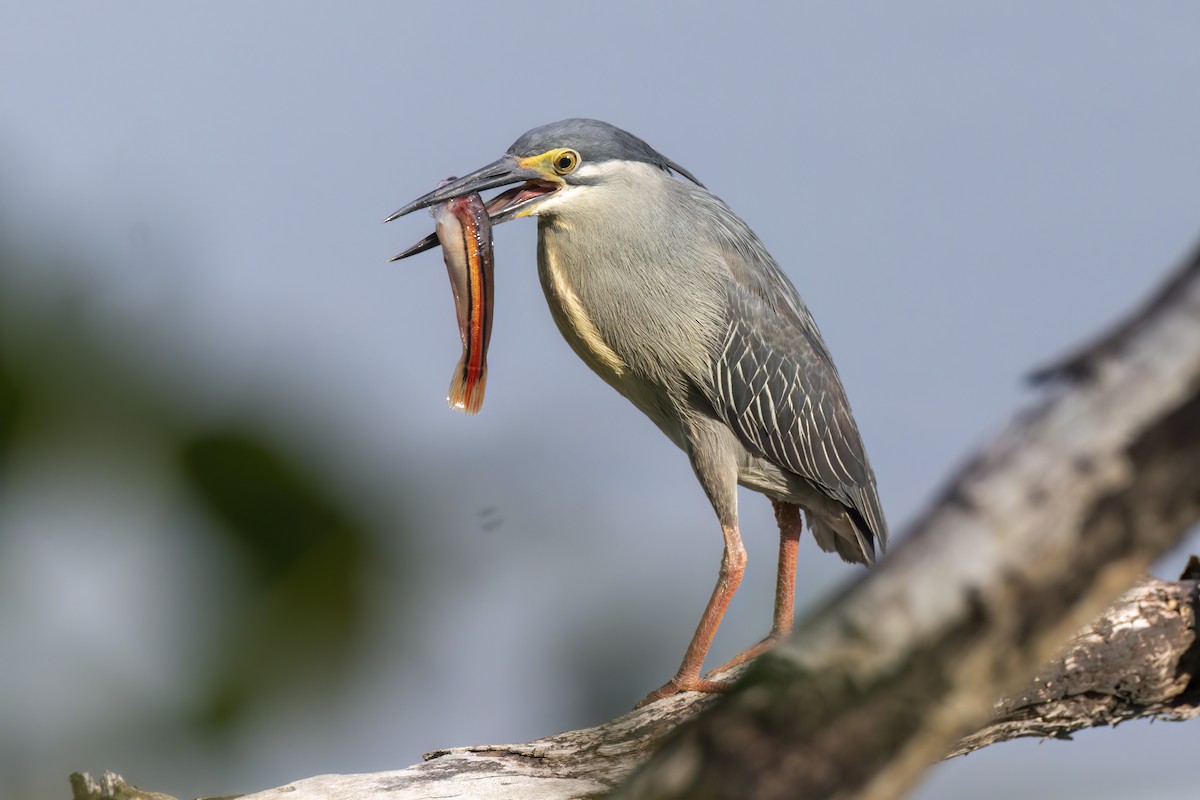 Little Heron - ML635743531