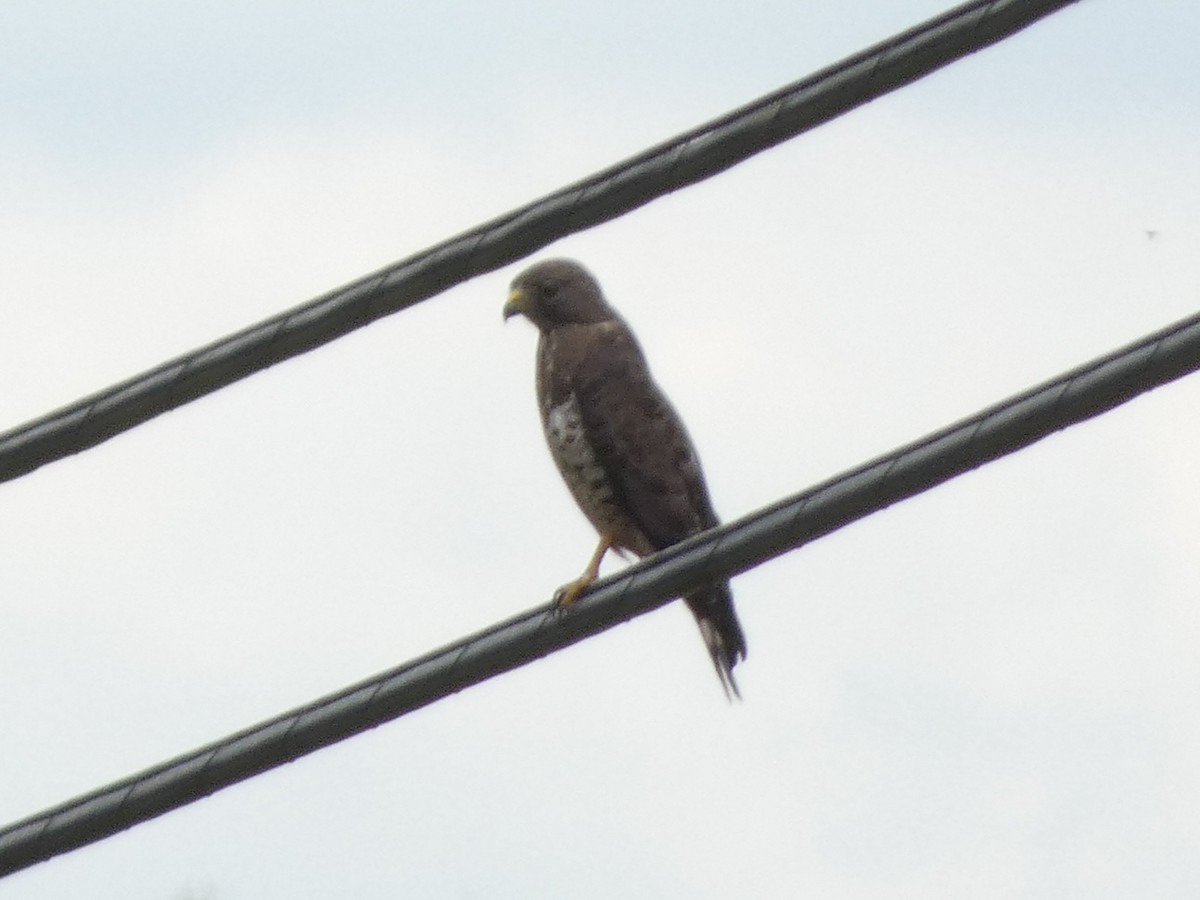 Broad-winged Hawk - ML635743539