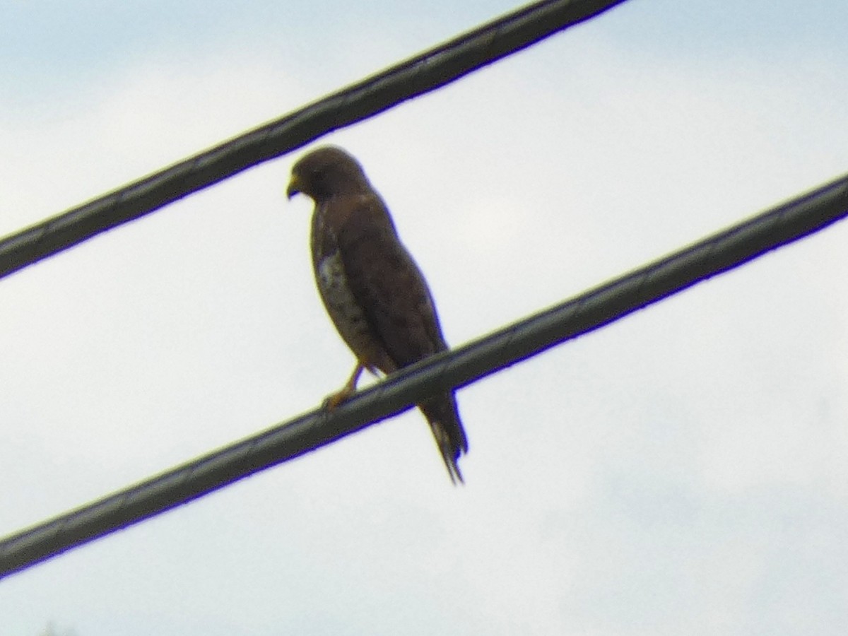 Broad-winged Hawk - ML635743540